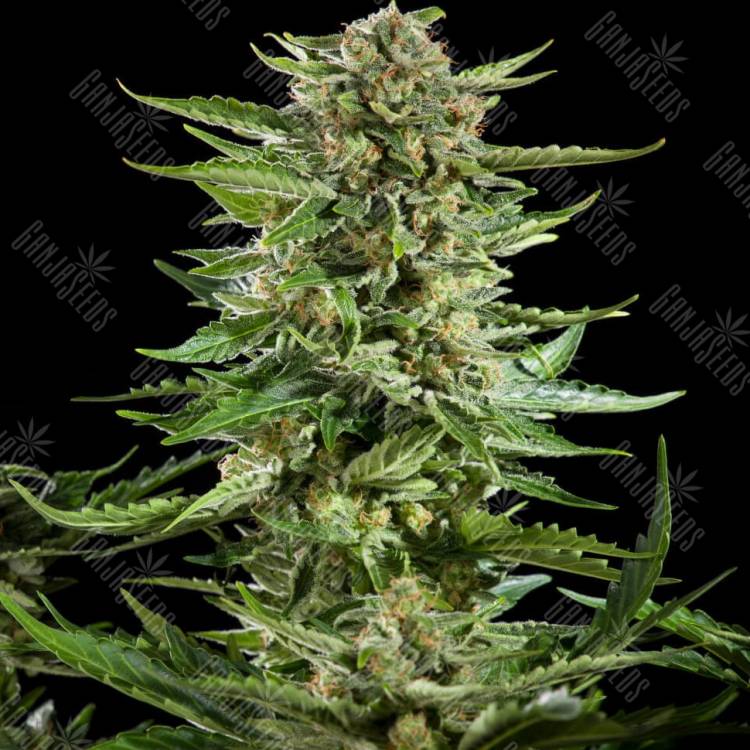 Exodus Cheese feminised Ganja Seeds Exodus Cheese feminised Ganja Seeds