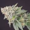 Exodus Cheese feminised Ganja Seeds Exodus Cheese feminised Ganja Seeds