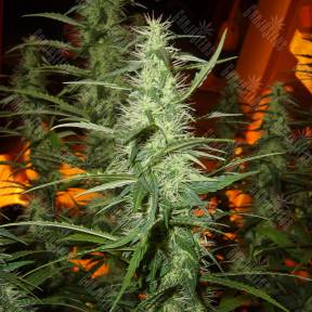 Hashberry feminised Ganja Seeds