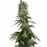 хорошие семена конопли White Strawberry Skunk feminised Strain Hunters Seeds хорошие семена конопли White Strawberry Skunk feminised Strain Hunters Seeds