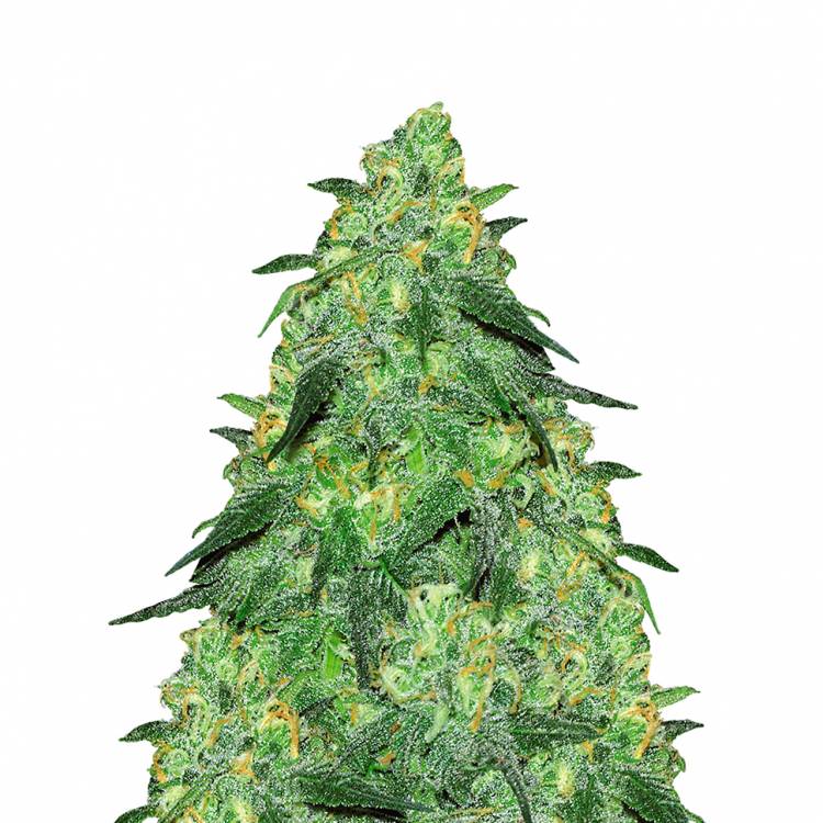 Ultra Skunk feminised Dutch Passion Seeds Ultra Skunk feminised Dutch Passion Seeds