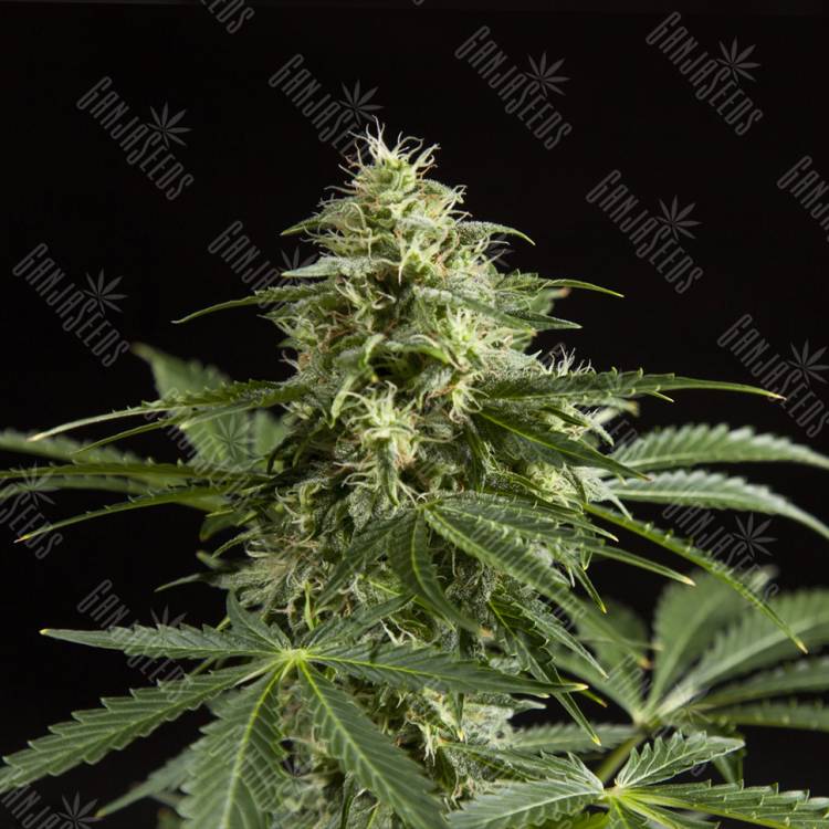 семена индийской конопли Auto Irimshik feminised Bang Seeds семена индийской конопли Auto Irimshik feminised Bang Seeds