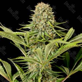 Critical Jack feminised Dinafem Seeds