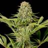 семена конопли интернет магазин Critical Jack feminised Dinafem Seeds
