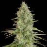 семена сортовой конопли Critical Jack feminised Dinafem Seeds