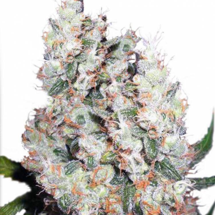 семена конопли гидропоники Auto Belaya Gvardiya feminised Dutch Passion Seeds