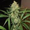 семена конопли с доставкой Auto Bubble feminised Female Seeds