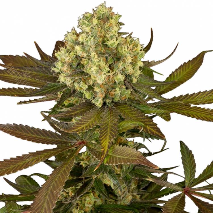 семена конопли Россия Sour Blueberry regular Humboldt Seeds семена конопли Россия Sour Blueberry regular Humboldt Seeds
