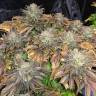 семена конопли Sour Blueberry regular Humboldt Seeds семена конопли Sour Blueberry regular Humboldt Seeds