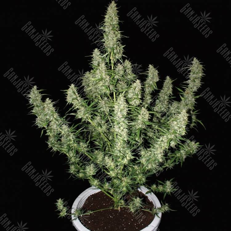 Auto Dedoverde Haze feminised Ganja Seeds Auto Dedoverde Haze feminised Ganja Seeds