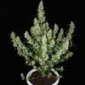 Auto Dedoverde Haze feminised Ganja Seeds Auto Dedoverde Haze feminised Ganja Seeds
