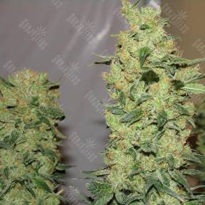 Chronic feminised Serious Seeds