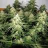 семена конопли f1 в оригинальной упаковке Chronic feminised Serious Seeds