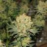 семена конопли феминизированные Chronic feminised Serious Seeds