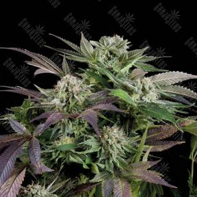 Auto Blueberry feminised Trikoma Seeds