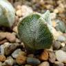 Купить семена кактуса Astrophytum myriostigma MIX Купить семена кактуса Astrophytum myriostigma MIX