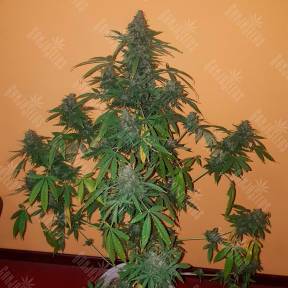 Auto Candy Kush regular Ganja Seeds