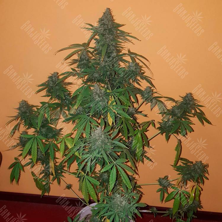 семена конопли гидропоники Auto Candy Kush regular семена конопли гидропоники Auto Candy Kush regular