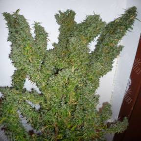 Nemesis feminised Ganja Seeds