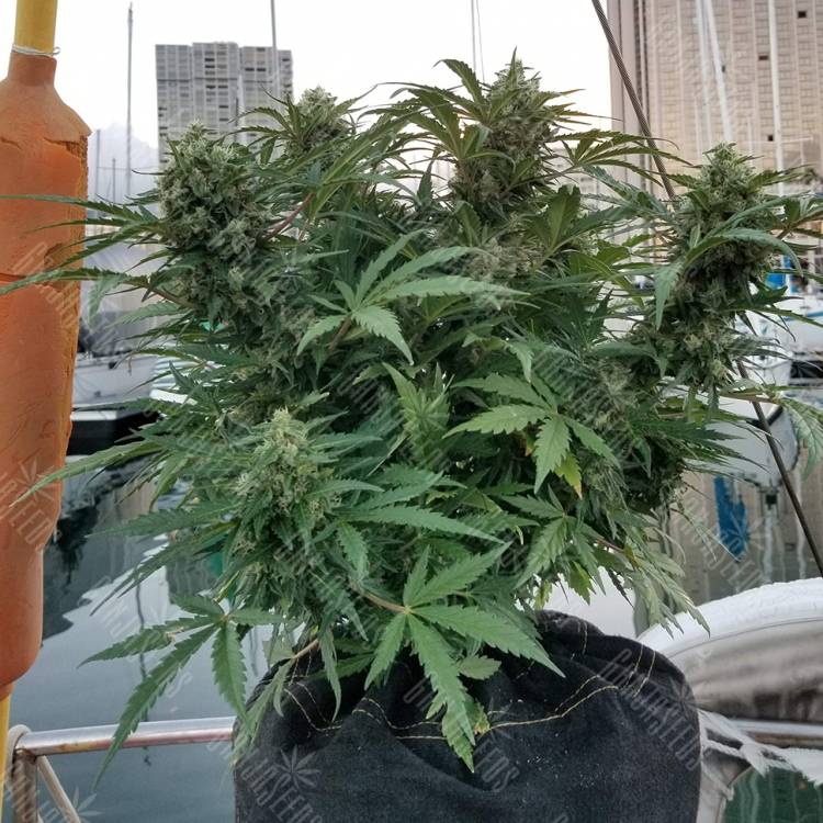 White Widow feminised Dutch Passion Seeds White Widow feminised Dutch Passion Seeds