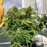 White Widow feminised Dutch Passion Seeds White Widow feminised Dutch Passion Seeds