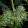 Kush'N'Cheese feminised Dinafem Seeds