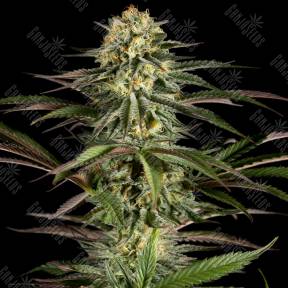 Kush'N'Cheese feminised Dinafem Seeds