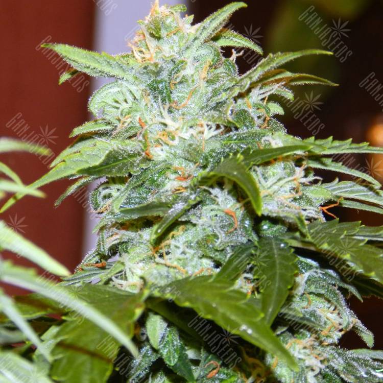 мощные семена конопли Auto Irtysh feminised Bang Seeds мощные семена конопли Auto Irtysh feminised Bang Seeds