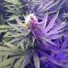 семена сортовой конопли New York Diesel regular Ganja Seeds семена сортовой конопли New York Diesel regular Ganja Seeds