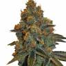 семена конопли интернет магазин New York Diesel regular Ganja Seeds семена конопли интернет магазин New York Diesel regular Ganja Seeds