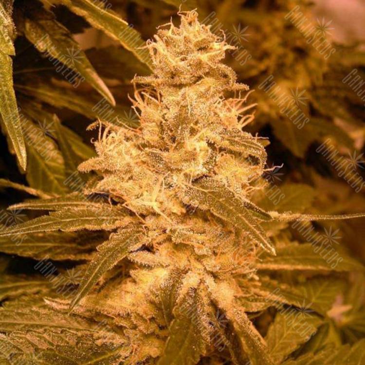 мощные семена конопли Auto Kush feminised Female Seeds мощные семена конопли Auto Kush feminised Female Seeds