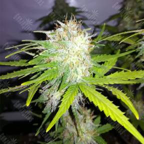 Auto Cheesy CBD feminised Philosopher Seeds