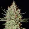 качественные семена конопли K-Train feminised Ganja Seeds качественные семена конопли K-Train feminised Ganja Seeds