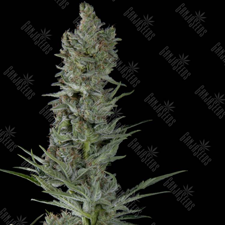 семена конопли гидропоники Auto Critical Plus feminised Trikoma Seeds семена конопли гидропоники Auto Critical Plus feminised Trikoma Seeds