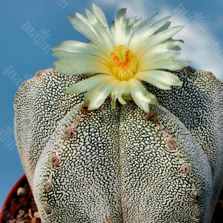 Семена кактуса Astrophytum myriostigma cv. Onzuka Семена кактуса Astrophytum myriostigma cv. Onzuka