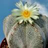 Семена кактуса Astrophytum myriostigma cv. Onzuka Семена кактуса Astrophytum myriostigma cv. Onzuka