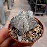 Недорогие семена кактуса Astrophytum myriostigma cv. Onzuka Недорогие семена кактуса Astrophytum myriostigma cv. Onzuka