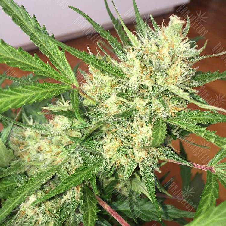семена конопли наложенным платежом Auto Cheese feminised GanjaLiveSeeds семена конопли наложенным платежом Auto Cheese feminised GanjaLiveSeeds