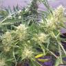 заказать качественные семена конопли Auto Cheese feminised GanjaLiveSeeds заказать качественные семена конопли Auto Cheese feminised GanjaLiveSeeds