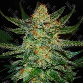 Grapefruit CBD feminised Ganja Seeds
