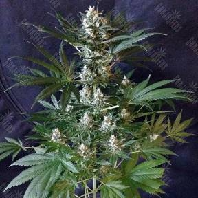 1024 feminised Ganja Seeds
