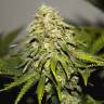 Auto Super Silver Haze feminised Ganja Seeds Auto Super Silver Haze feminised Ganja Seeds