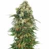 Auto Super Silver Haze feminised Ganja Seeds Auto Super Silver Haze feminised Ganja Seeds