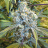 хорошие семена конопли Auto Super Silver Haze feminised хорошие семена конопли Auto Super Silver Haze feminised