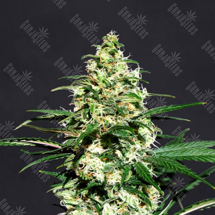 заказать качественные семена конопли Auto Exodus Cheese CBD feminised Green House Seeds заказать качественные семена конопли Auto Exodus Cheese CBD feminised Green House Seeds