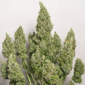 Auto Issyk feminised Bang Seeds