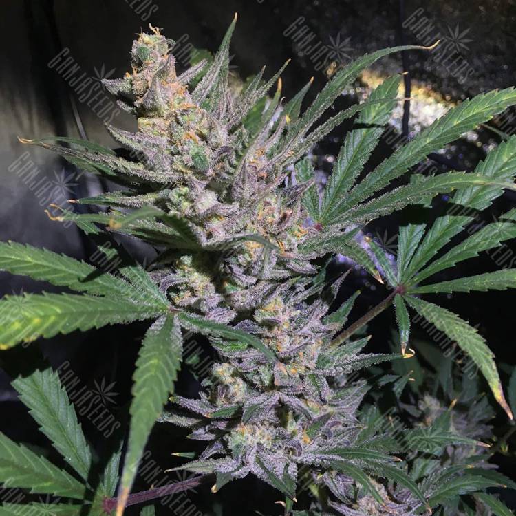 семена конопли интернет магазин Auto White Diesel Haze regular семена конопли интернет магазин Auto White Diesel Haze regular