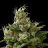 семена конопли Industrial Plant feminised Dinafem Seeds семена конопли Industrial Plant feminised Dinafem Seeds