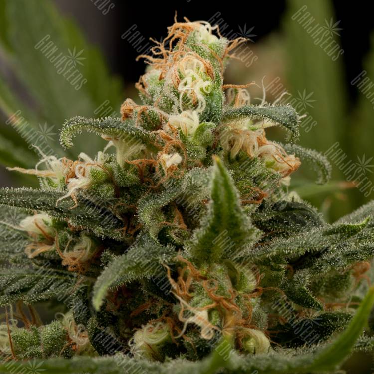 заказ семян конопли Industrial Plant feminised Dinafem Seeds заказ семян конопли Industrial Plant feminised Dinafem Seeds