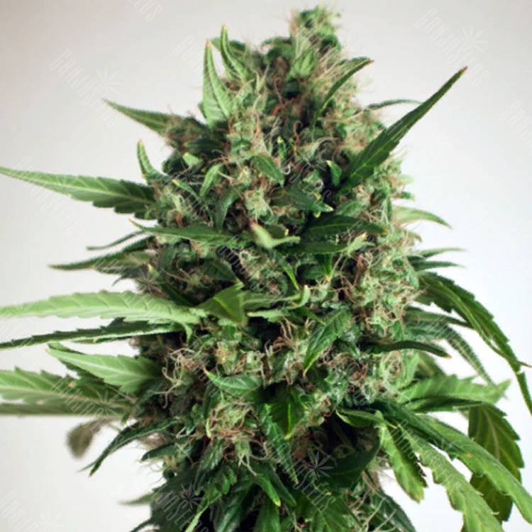 мощные семена конопли Auto Taiga #2 feminised Dutch Passion Seeds мощные семена конопли Auto Taiga #2 feminised Dutch Passion Seeds